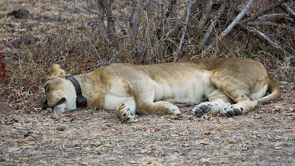 dgւ𑕒CI̎iUrAETEXAOAj