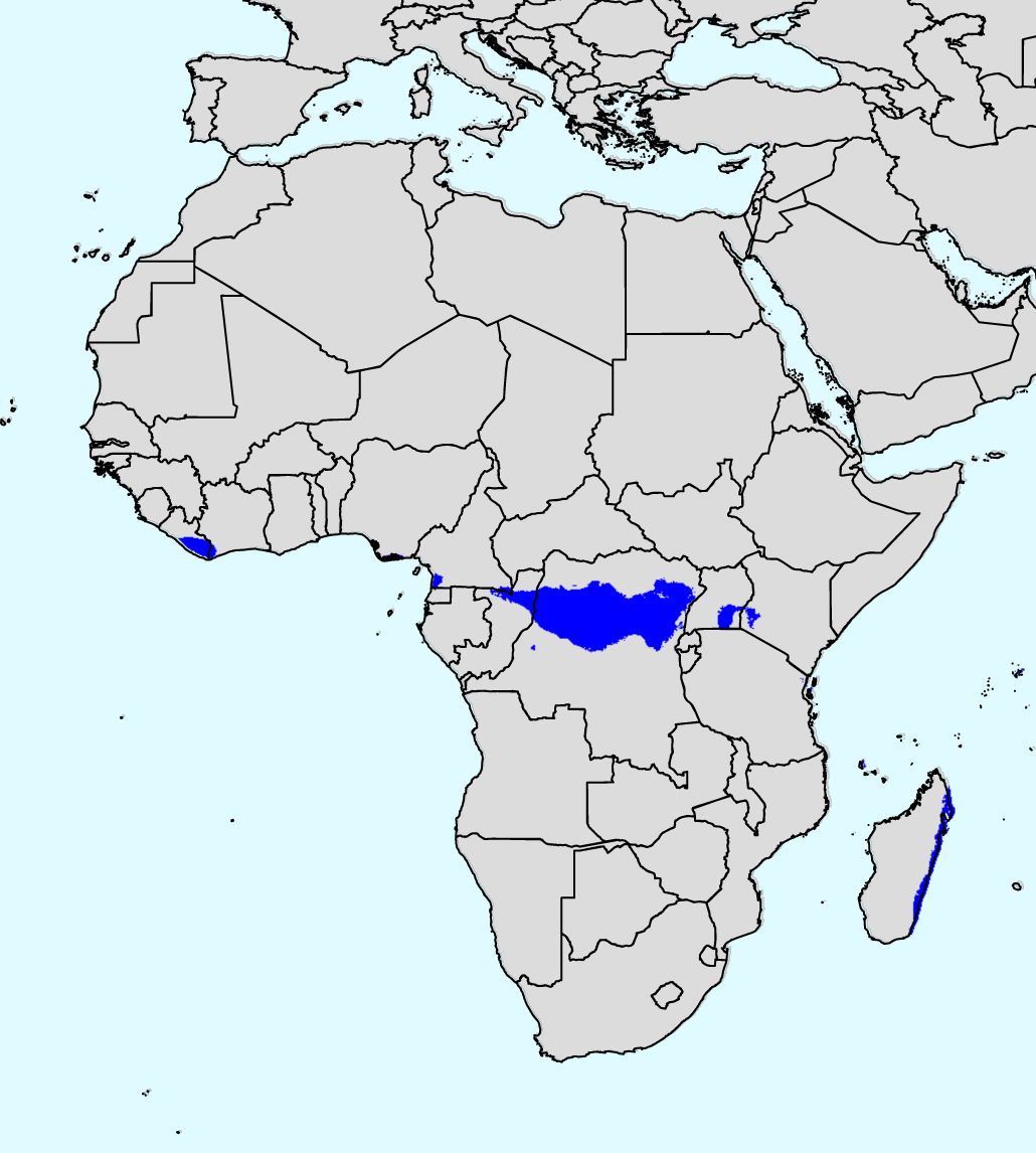 アフリカの熱帯雨林の分布図(Koppen-GeigerのAf気候)