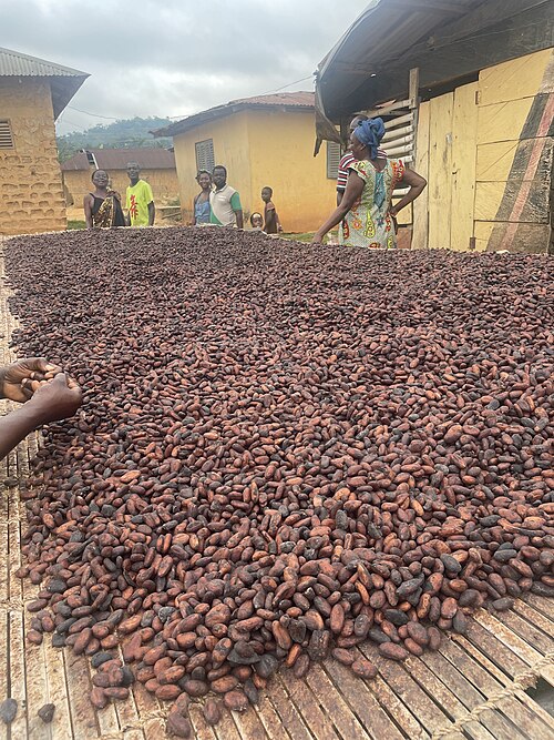 ガーナのカカオ豆の天日乾燥