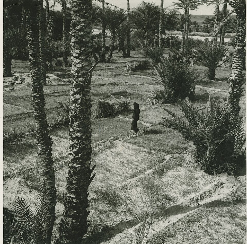 オアシスのナツメヤシ林と穀物畑(モーリタニア、1960年)