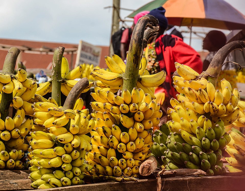 LxfBbṼoii̖[i^UjAELS}j