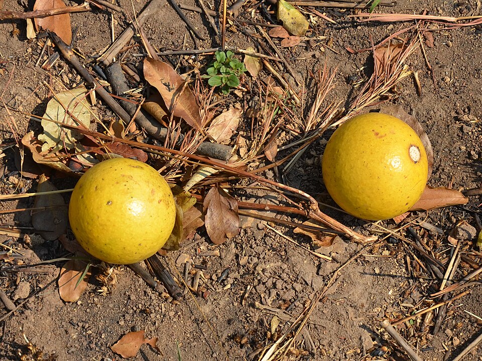 L[IWiStrychnos spinosaj̉ʎ