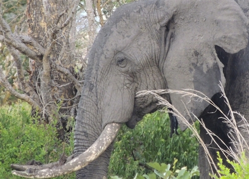 アフリカにおける象の密猟は何故起こる？象牙の問題とは？