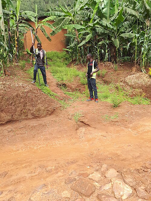 丘陵地に広がるバナナ畑(ルワンダ)