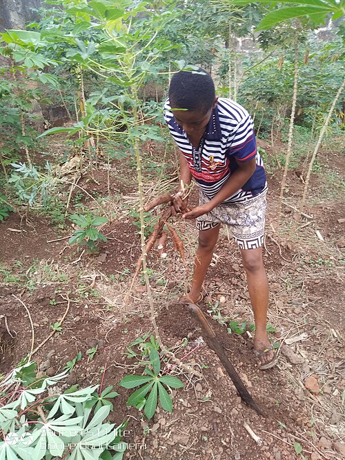 畑でキャッサバを掘り起こす作業(ナイジェリア)
