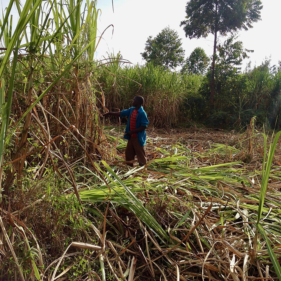 サトウキビの刈り取り(ケニア)