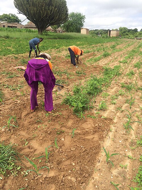 トウモロコシ畑を耕す女性たち(ジンバブエ)